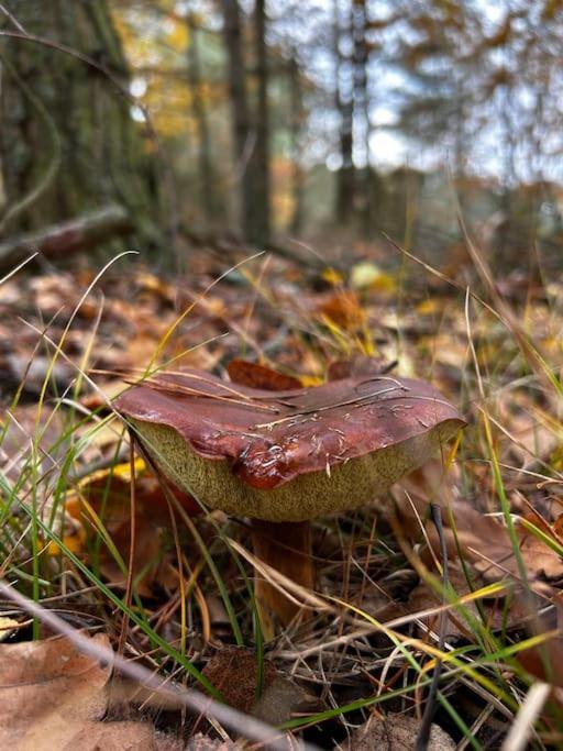 Dom Male Mazury Villa Drozdowo Kültér fotó